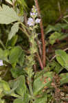 Common gypsyweed